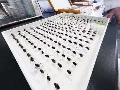 愛國衛生月 “四害”的真相③丨為啥綠化帶成了蒼蠅新家？省疾控專家 愛狗人士注意這件事 粘蠅帶
